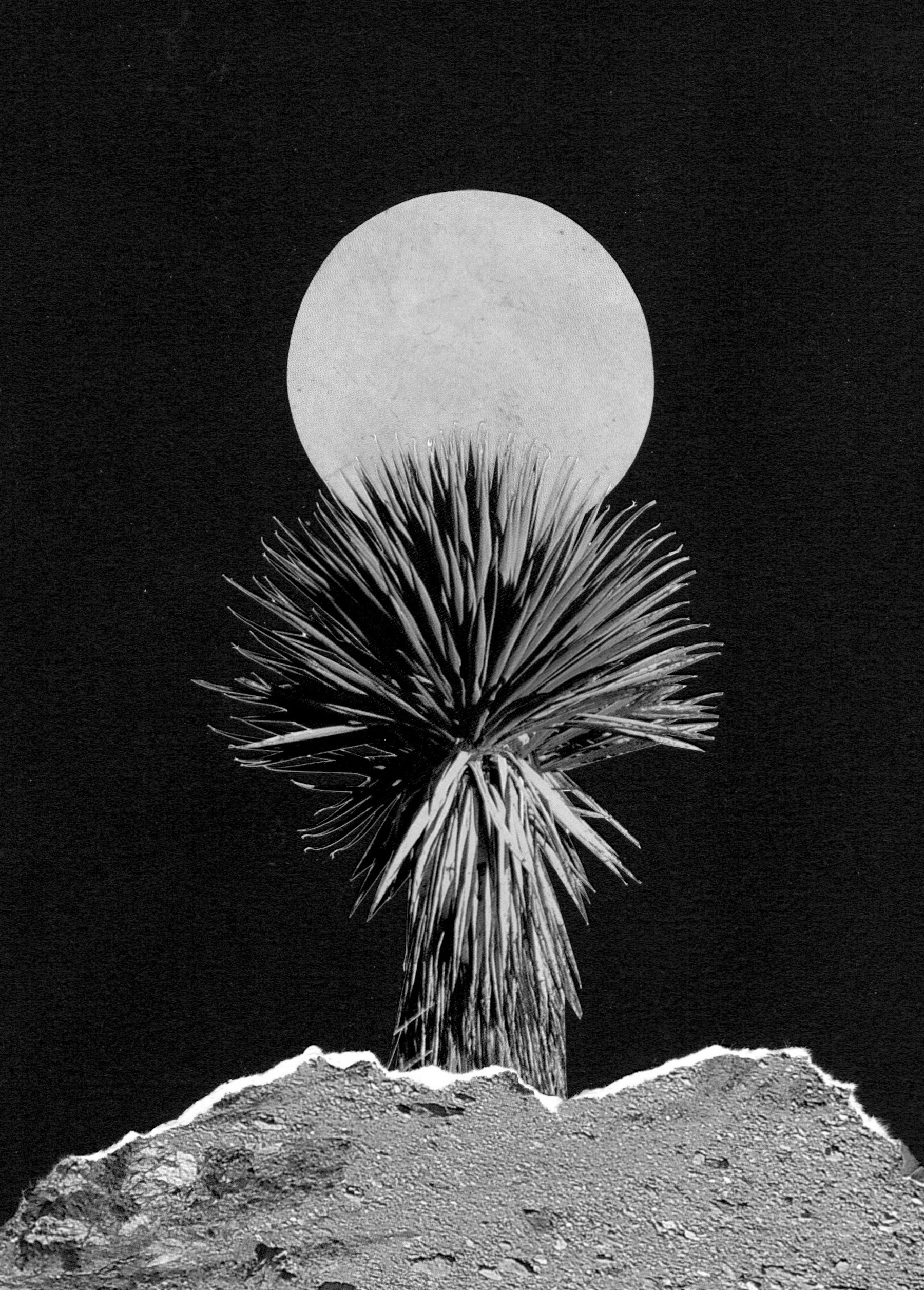 collage artwork with a full moon behing a yucca tree on a rocky landscape